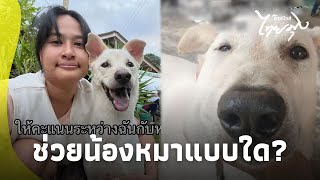 อดขำไม่ได้! สาวเข้าไปช่วยหมาสุดท้ายพีคโดนคู่ นึกว่าจะรอด แต่ร่วง|ไทยนิวส์|ไทยมุง-16-GT