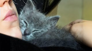 Abandoned Kitten Won't Stop Cuddling Woman Thinking She's Its Mom