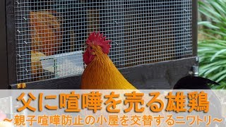 父に喧嘩を売る雄鶏～親子喧嘩防止の小屋を交替するニワトリ～