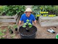 BEST Way to Grow Sweet Potatoes from Store Bought Potatoes Complete Guide!