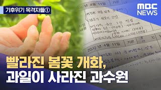 [기후위기 목격자들 ①] 빨라진 봄꽃 개화, 과일이 사라진 과수원 (2023.06.26/뉴스데스크/MBC)