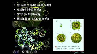 11001選修生物二ch1 3 07演化出多細胞生物二良