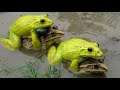 most beautiful bullfrog yellow frog sounds amazing frog screaming in india