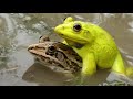 most beautiful bullfrog yellow frog sounds amazing frog screaming in india