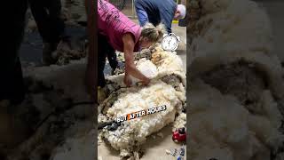 The Miraculous Rescue: The Abandoned Sheep || #Animal  #shorts