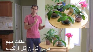 نگهداری از گل ارکیده - هرس کردن گل ارکیده - Trimming Orchids Spikes