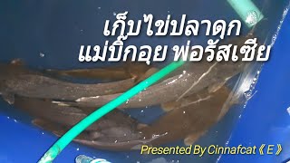 #Cinnafact《E》ผสมเทียมเลียนแบบธรรมชาติ  ปี2 |EP.25| เก็บไข่ปลาดุก แม่บิ๊กอุย พ่อรัสเซีย