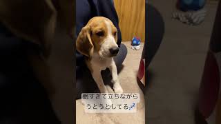 眠すぎて立ちながらうとうとするビーグル犬#shorts #beagle #puppy #ビーグル #子犬