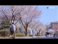 삼육대학교 🌸spring on campus🌸