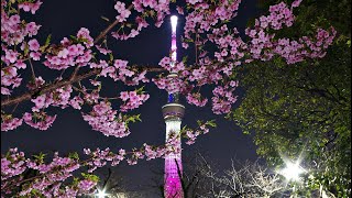 東京スカイツリー　ライトアップ　舞　桜の花びらが舞う美しさをテーマ　✿　隅田公園　河津桜　満開　☆　満月　前夜　月　♬　2023年3月6日