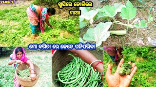 ମୋ ବଗିଚାରେ କେତେ ପନିପରିବା || ଖୁସିରେ ତୋଳିଲେ ମାଆ || VLOG-1 HD Cooking 😍