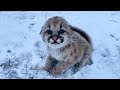 Motherless leopard follows couple for 1km in snowstorm, begging for help