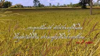 ข้าวรวงทอง