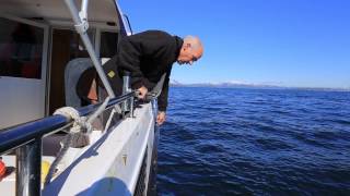 Kvalvikbait: Pot fishing/teinefiske