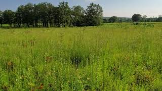 Rough blazing star - Liatris aspera