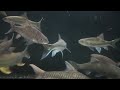 monster fish tanks albino silver arowana blue mahseer