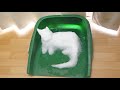 部屋に戻ると雪の猫！その時、ボス吉が取った行動とは！！【eng cc】