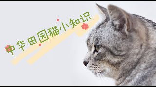 中华田园猫小知识