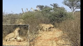 Two male cheetahs spotted mating with female in incredibly rare sight - Daily News