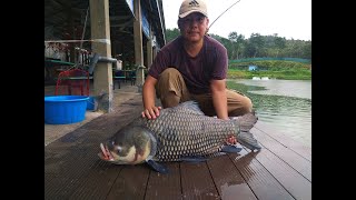 Siamese Carp Hulu Langat Fishing Resorts - 24 March 2021