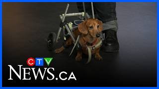 Finding rescue dachshunds their forever homes