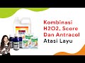 Campur Hidrogen Peroksida dengan Fungisida Score dan Antracol, Atasi Layu Fusarium Cabe