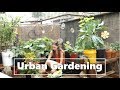 Urban Gardening | Backyard Container Garden