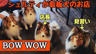 シェルティが店長!?のお店【BOW WOW】に行ってきました♪ A restaurant which has mascot sheltie