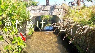 A paradise for Japanese freshwater fish! Underwater photography in the spring-fed waterways.