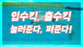 [접영 발차기]입수킥, 출수킥 눌러주고, 펴주면 끝(초급,중급,상급 모두 도움이 됩니다!)