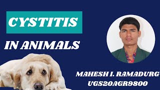 CYSTITIS IN ANIMALS By Mahesh Ramadurg (UGS20AGR9800)