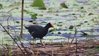 Sura pikat jebak jerat burung mandar batu burung peruk 1 jam moorhen sound ( burung rawa)