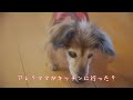 【18歳と15歳老犬カニンヘンダックスvlog】老犬は動かない　こんな時もあるよね高齢犬は　マイペースでいこう