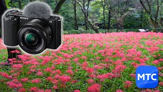 [4K 縦型] SONY Creator's Cloud Master Cut 手ブレ補正の比較 ZV-E10 野川公園自然観察園の彼岸花