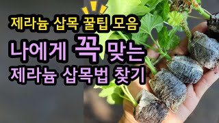 제라늄 삽목 남다른 꿀팁~ 나에게 꼭 맞는 제라늄 삽목법은~ #제라늄 #pelargonium