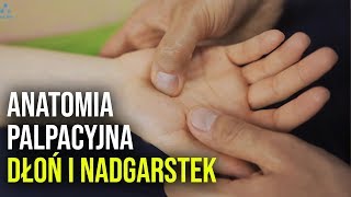 Anatomia palpacyjna: Dłoń i nadgarstek