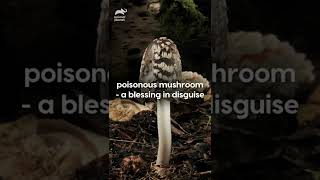 Poisonous Mushroom - A blessing in disguise | #animalplanet #animalplanetindia #shorts
