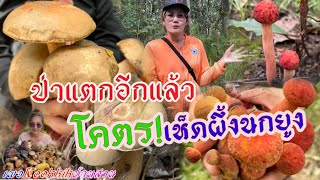 โพดโพเห็ดผึ้งนกยูงออกเต็มป่า Ep.5