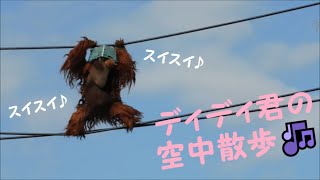 【スマトラオランウータン】ディディ君の空中散歩♪　2021/12/10　とべ動物園