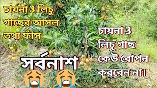 চায়না থ্রি লিচু চাষ এবার সবার হবে সর্বনাশ | চায়না 3 লিচু গাছ সম্পর্কে কিছু সতর্কীকরণ | গাছ প্রেমী