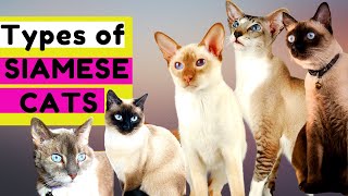 10 TYPES of SIAMESE CATS - Which Type Should You Choose?
