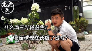 什么叫三叶轮丛生？高压球现在长根了没有？/What do you mean, a cluster of tricycles? Does the pressure ball have roots now