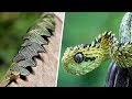 9 Serpientes Más Raras del Mundo