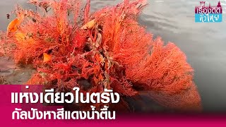 พบกัลปังหาสีแดงน้ำตื้น แห่งเดียวในตรัง | เรื่องดีดีทั่วไทย | 18-3-67