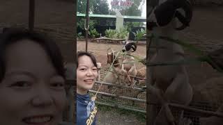 หาดใหญ่มี mini zoo นะ เที่ยวฟรี เข้าชมฟรี สวนสาธารณะเทศบาลนครหาดใหญ่ ใกล้ประตูทางออกเล็กเปิดทุกวัน