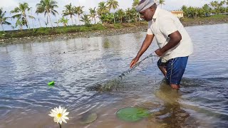 മുട്ടറ്റം വെള്ളത്തിൽ വലയിട്ടപ്പോൾ ചേറുമീനും കരിമീനും മാത്രം|kuttanadantraditional fishing|keralafish