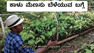 How to grow pepper / pepper cultivation / ಕಾಳು ಮೆಣಸು ಕೃಷಿ