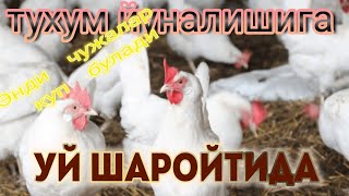 порода Леггорн / уй шаройтида  ок товук тухум учун Мана тухумга кирди товуклар касал булгани йук