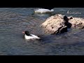 겨울철새 호사비오리 scaly sided merganser 국제보호종 멸종위기야생생물1급 천연기념물 bird