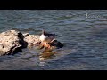 겨울철새 호사비오리 scaly sided merganser 국제보호종 멸종위기야생생물1급 천연기념물 bird